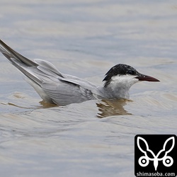 田んぼに浮いてたクロハラアジサシ。
