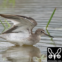 アカアシシギ幼鳥。
