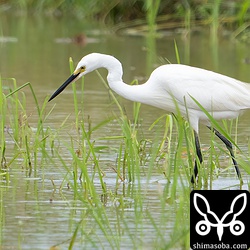 チュウサギ成鳥。この時季の個体が一番好きです。
