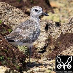 第1回夏羽のダイゼン。1羽だけ滞在中。