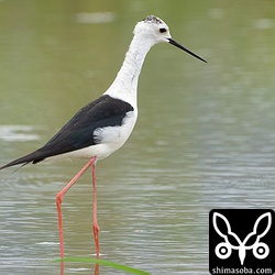セイタカシギのオス成鳥。冬羽へ移行中。