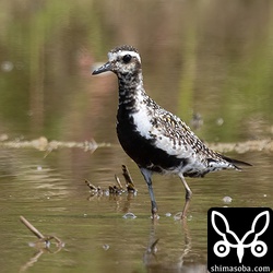 ムナグロ成鳥。夏羽から冬羽へ。