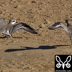 メダイチドリ(左)とオオメダイチドリの争い。