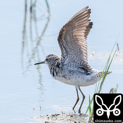 タカブシギ第1回夏羽から第2回冬羽へ換羽中。