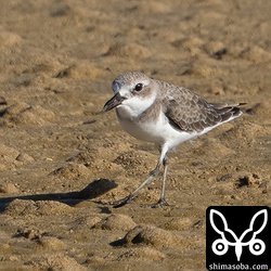 オオメダイチドリ成鳥冬羽。