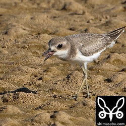 オオメダイチドリ幼鳥。干潟で小さなゴカイのような生物を食っていました。