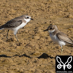 オオメダイチドリ(右)とメダイチドリの睨み合い。