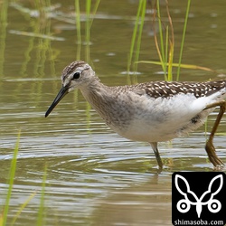 タカブシギ幼鳥。