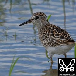 ヒバリシギ幼鳥。