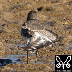 上と同個体。幼羽から第1回冬羽へ換羽中。