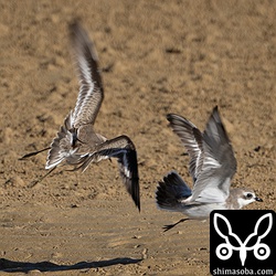 餌場を巡っての争いはオオメダイチドリ(左)が仕掛けていました。