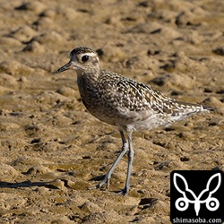ムナグロ第1回夏羽後期。