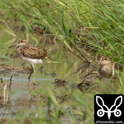 タマシギの親子が水浴び。