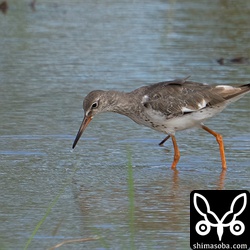 アカアシシギ成鳥。冬羽へ換羽中。