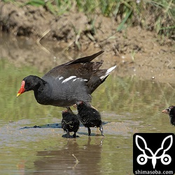 バンの家族連れ。