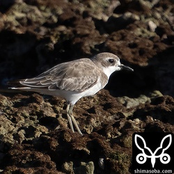 オオメダイチドリ成鳥冬羽。