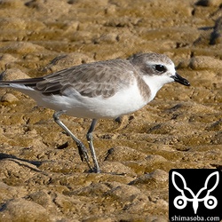 メダイチドリ成鳥冬羽。