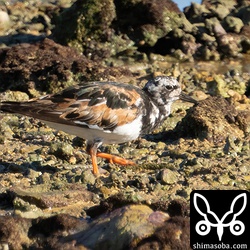 キョウジョシギは一年中、いる気がする。