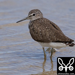 クサシギ夏羽後期。