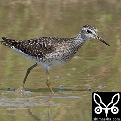 タカブシギ夏羽後期。