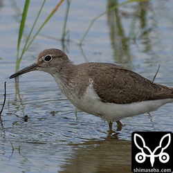 イソシギ第1回夏羽から第2回冬羽へ。