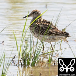 ウズラシギ夏羽後期。