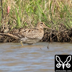 チュウジシギ成鳥。