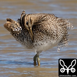 チュウジシギ幼鳥。