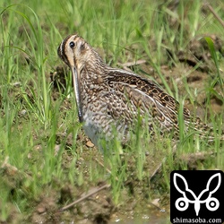 ハリオシギ幼鳥。