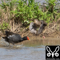 ジシギを見つけると飛ばしまくってくれるバン。このおかげで尾羽の写真撮れた。^^
