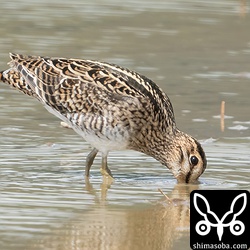 チュウジシギ幼鳥。