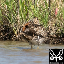 上と同個体。尾羽もばっちり開いてくれました。