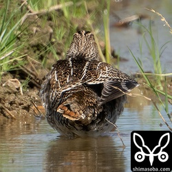 上と同個体。外側の尾羽が見えますが見にくい…。