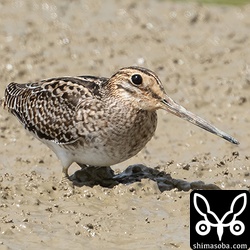 カラスに怯えるチュウジシギ幼鳥。