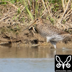 ハリオシギ幼鳥。