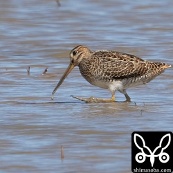 ハリオシギ幼鳥。