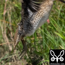 上と同個体。バイクに驚いて飛び上がったところ。針尾が見えます。横からだとチュウジシギの尾羽も細く見えるのですが、ハリオシギの針状の羽は長さが全然違いますね。