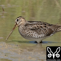 チュウジシギ幼鳥。