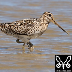 チュウジシギ成鳥。