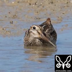 ハリオシギ幼鳥。