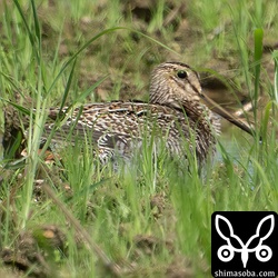 上と同個体。なんとか尾羽が見えています。