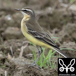 20羽ほどが田んぼに到着。群れはすべて幼鳥でした。