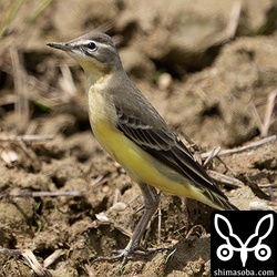 マミジロツメナガセキレイ第1回冬羽。