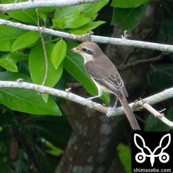 距離がかなりあったのでぼんやりしています。
