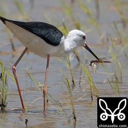 トンボを捕まえたセイタカシギ成鳥。何度か水洗いしてから食っていました。