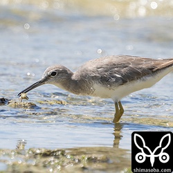 小さなカニを捕まえたキアシシギ。第1回夏羽から第2回冬羽へ換羽中。