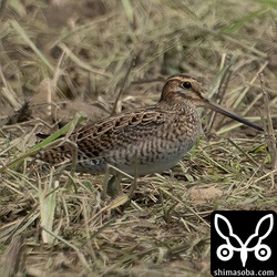 ハリオシギ幼鳥。チュウジシギ十数羽の中に1羽だけ残っていました。