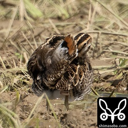 チュウジシギ。上と同個体。