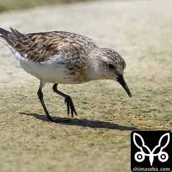 トウネン夏羽後期。冬羽も少々。