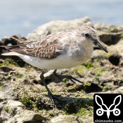 トウネン夏羽から冬羽へ。